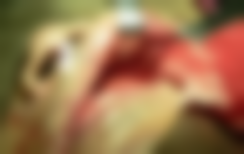 邯郸市众欢口腔诊所(丛台路)核心项目